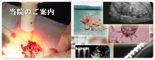 ���@�̂��ē�